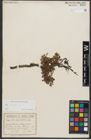 Foto von Salix retusa L.